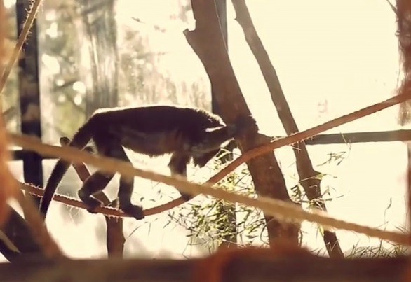 Informe: el tráfico de animales es el tercer negocio ilegal en el mundo | Actualidad