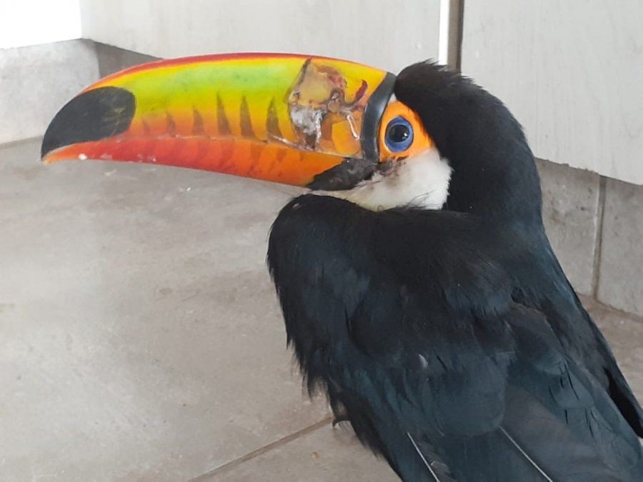 Alarma en Jujuy por ataques a tucanes: 11 aves asesinadas en 40 días | Actualidad