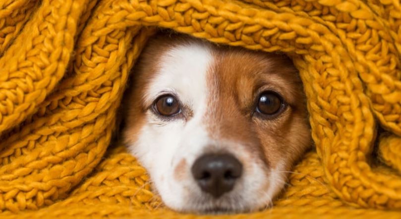 ¿Cómo cuidar a tu perro en invierno? | Curiosidades