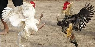 Los rompecuarentena: una fiesta de 15 masiva, partidos de truco y hasta una riña de gallos | Actualidad