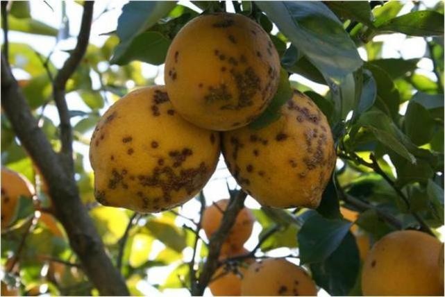 Por la "mancha negra", suspenden exportaciones de limones a Europa | Actualidad