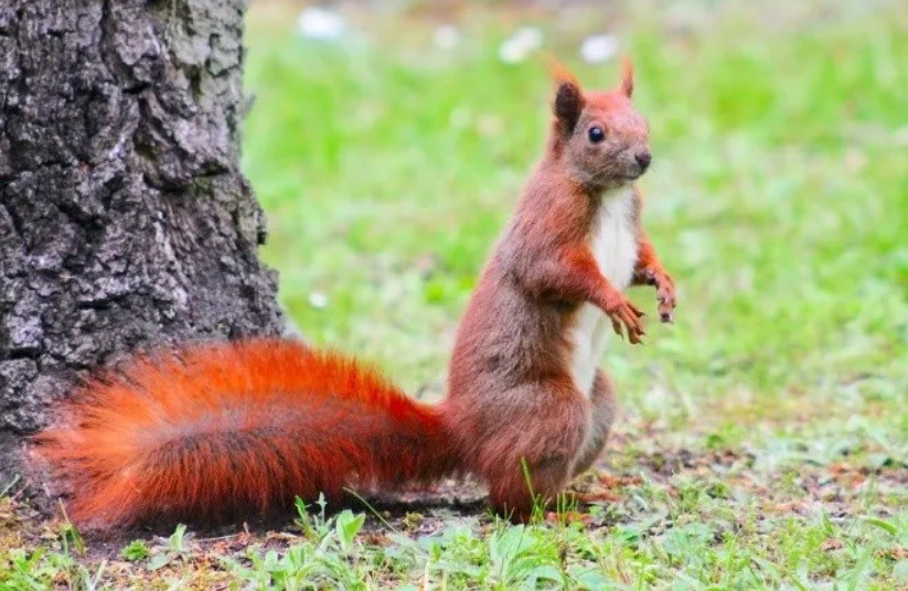 Alerta en una ciudad de Estados Unidos por una ardilla con peste bubónica | Internacionales