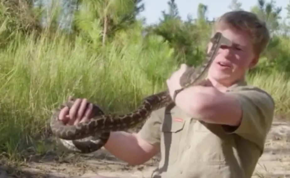 Video: al ataque de una pitón al hijo del "Cazador de cocodrilos" | Espectáculos