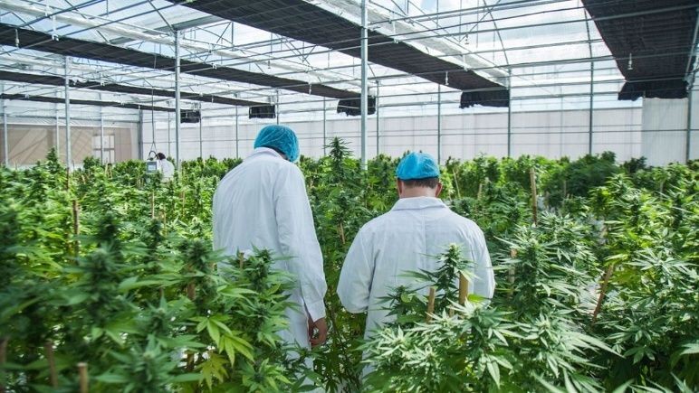 Permitirán el cultivo personal de cannabis y el expendio de aceites en farmacias | Actualidad