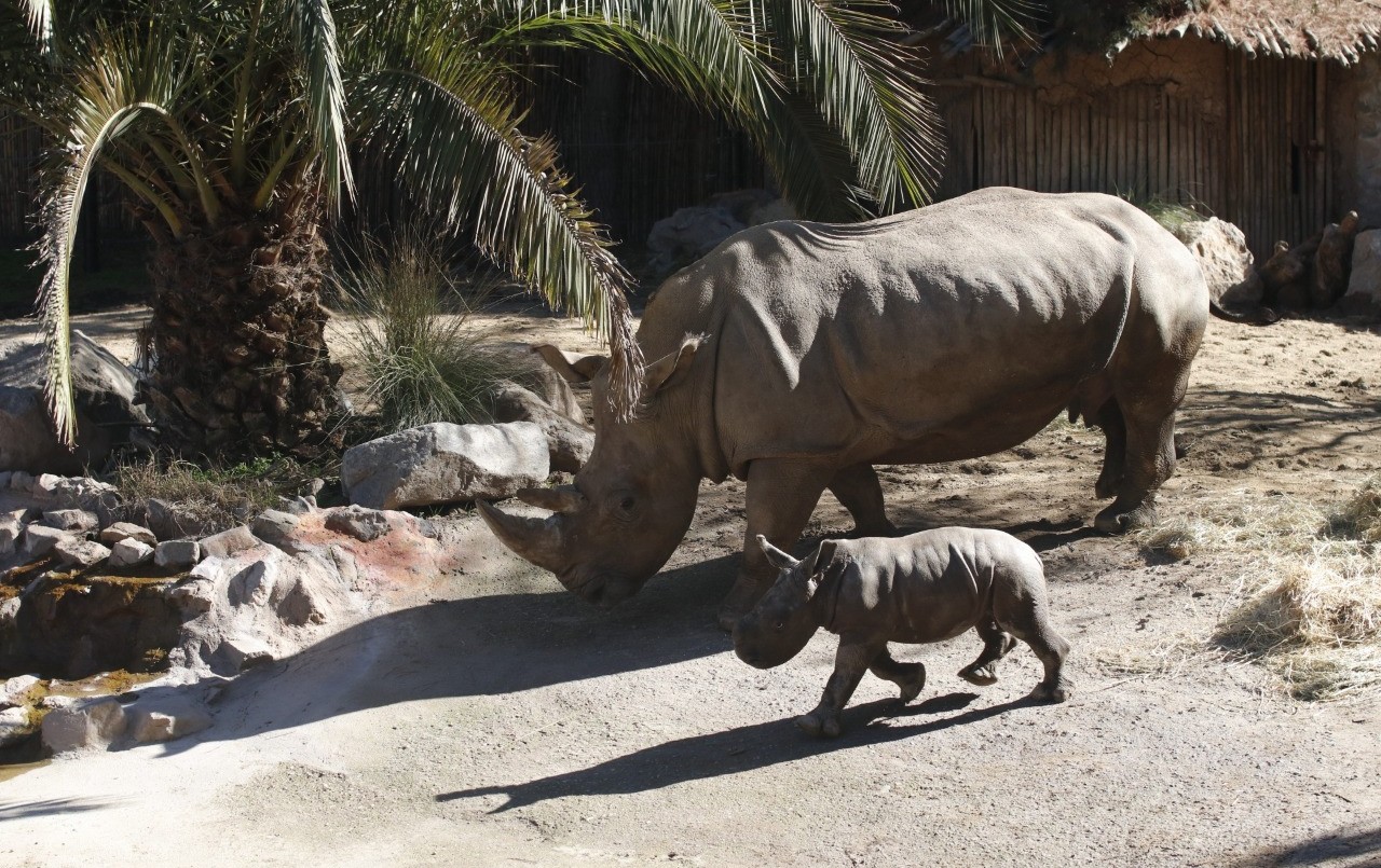Video: presentaron a Anastasio, el primer rinoceronte blanco nacido en Latinoamérica | Internacionales