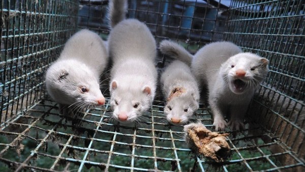 Ordenan el sacrificio de casi 100 mil visones con coronavirus: sospechan que se contagiaron de humanos | Internacionales