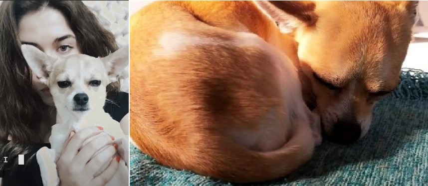 Campaña: buscan al perro que viajaba con la jugadora de hockey que murió en un accidente | Actualidad