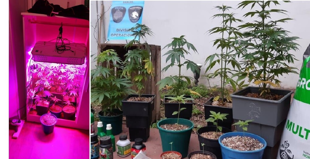 Flores: montó un invernadero de marihuana para vender con "take away" | Actualidad