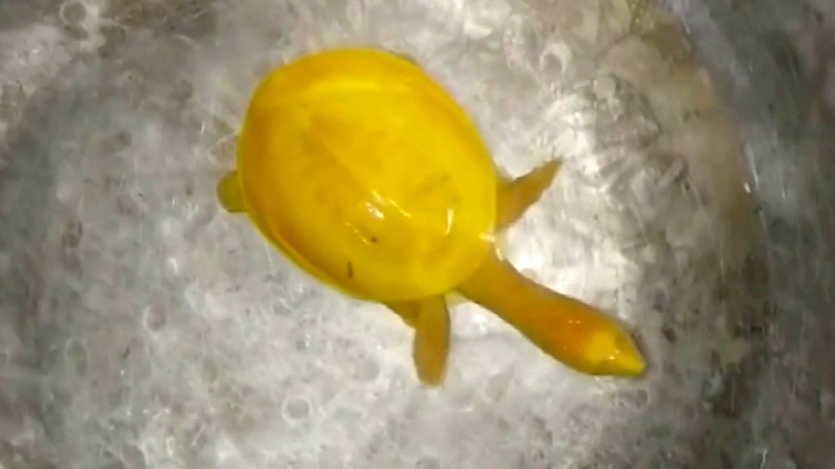 Hallaron una extraña tortuga amarilla: creen que es albina | Curiosidades