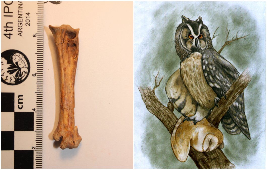 Encuentran en Ecuador el fósil de una lechuza gigante que vivió hace 40.000 años | Actualidad