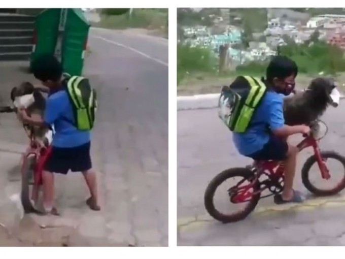 Video: el nene que le pone tapabocas a su perro para cuidarlo del coronavirus | Curiosidades