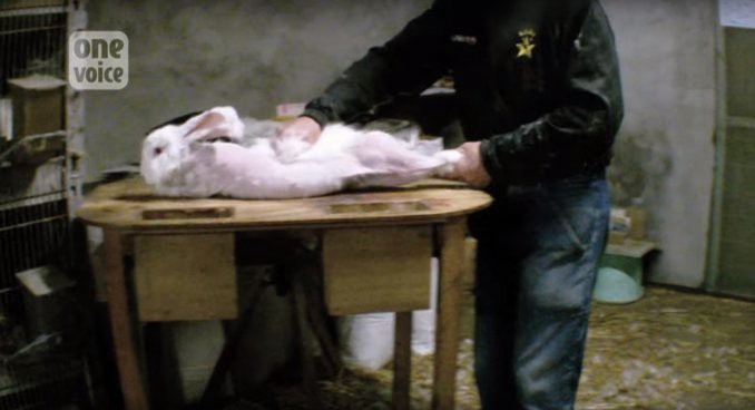 Video desgarrador: denuncian brutal maltrato a conejos en Francia | Actualidad