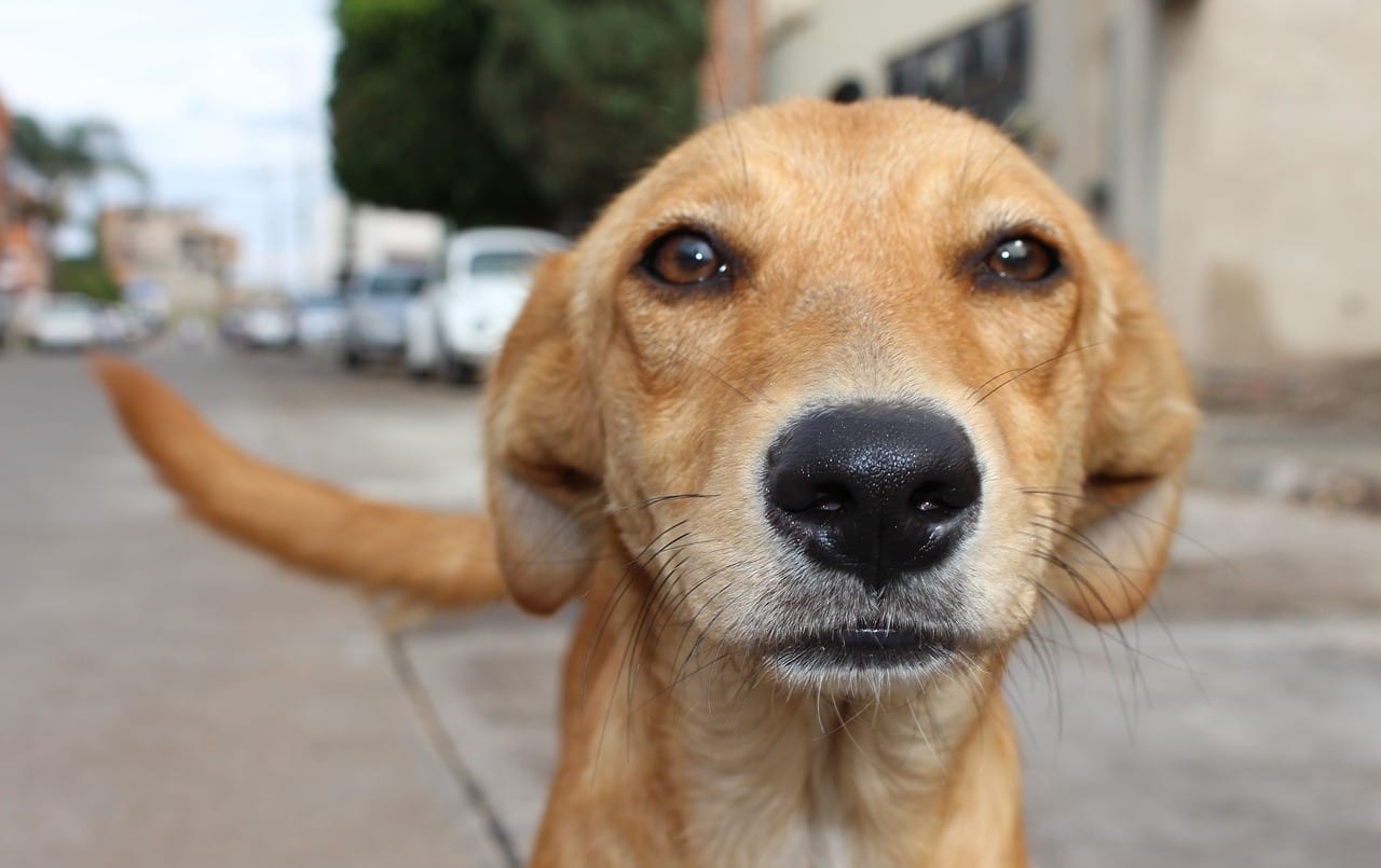 Hoy se conmemora el día del perro callejero, su origen y objetivo | Curiosidades