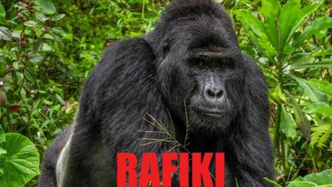 Condenaron a un cazador a 11 años de cárcel por matar al gorila "Rafiki" | Internacionales