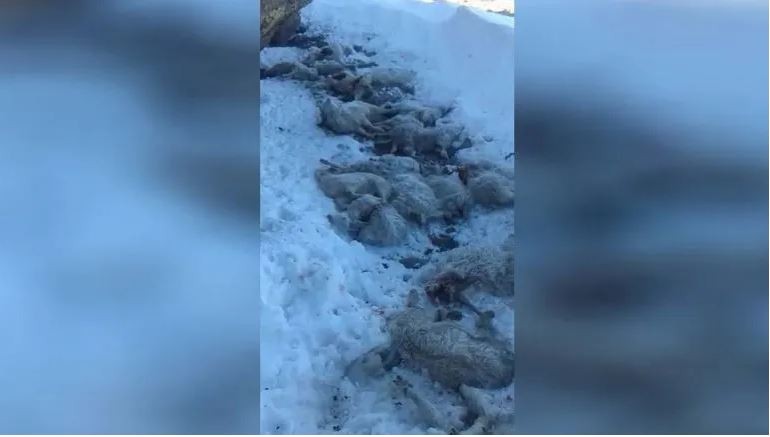 Un puma mató 80 chivas preñadas a un productor en Neuquén | Actualidad