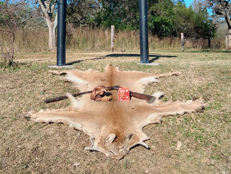 Tras viralizarse en redes el video de la caza de un puma, allanan vivienda de un isleño | Actualidad