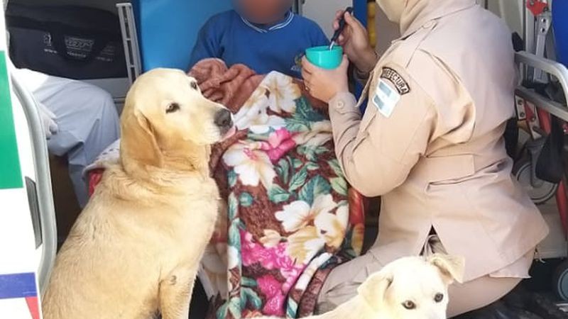 Encontraron a un nene con autismo que se había perdido: pasó la noche abrazado a sus dos perros | Actualidad