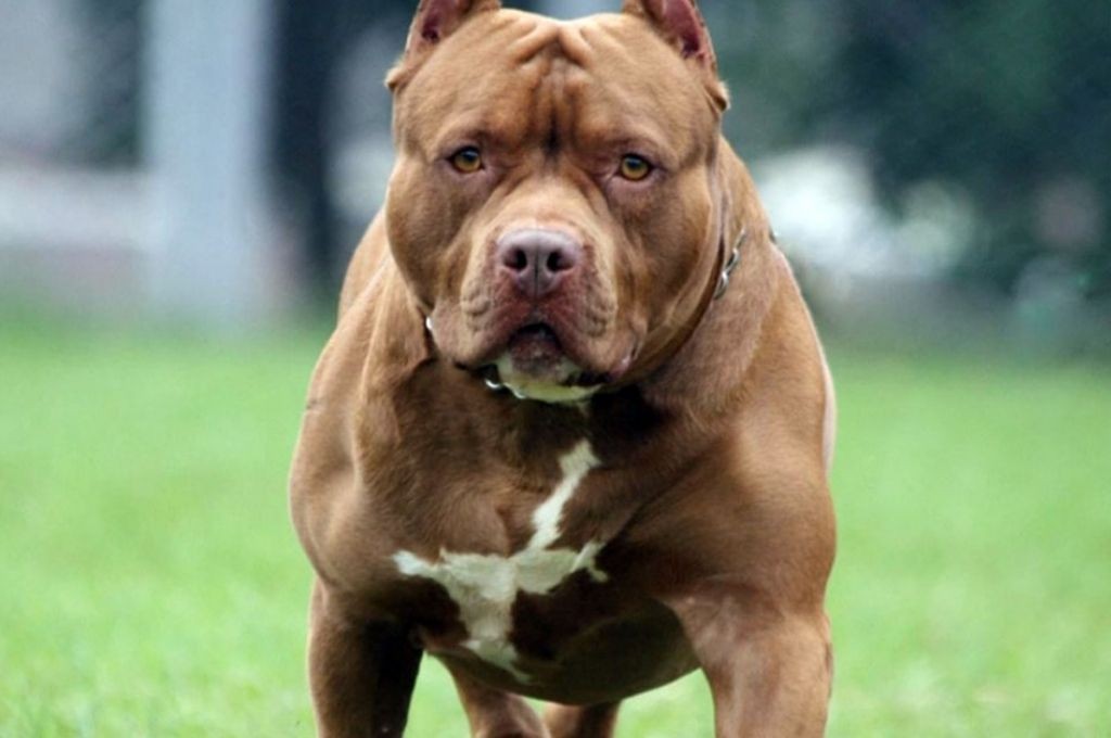 Un perro casi le arranca la pierna a ladrón y salvó a sus dueños de un asalto | Actualidad