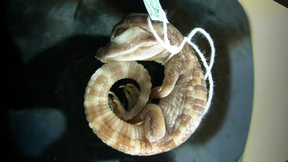 Conicet: de los fósiles de un tobillo reconstruyen la evolución de dinosaurios hasta los cocodrilos | Actualidad