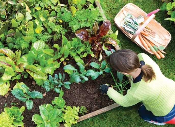 Capacitarán a docentes en huerta agroecológica y alimentación saludable | Actualidad