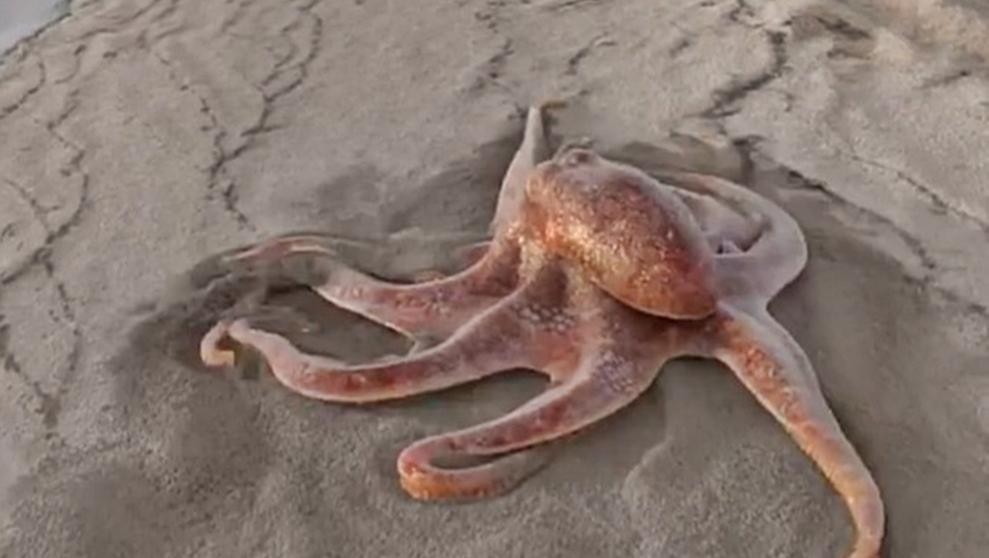 Video viral: la historia detrás del pulpo gigante que "pasea" por la playa | Curiosidades