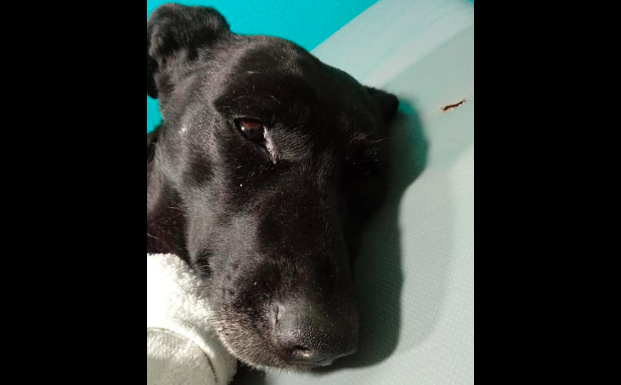 Horror en Mendoza: hallaron una perrita con casi toda su piel arrancada | Actualidad