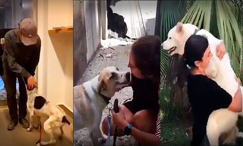 El emotivo reencuentro de mascotas con sus dueños tras la explosión en Beirut | Internacionales