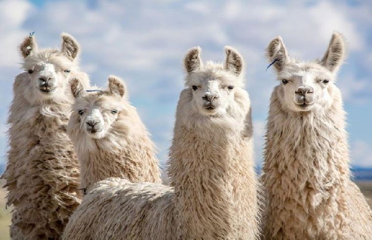Tucumán: prueban obtener un suero hiperinmune contra el coronavirus a partir de las llamas | Actualidad