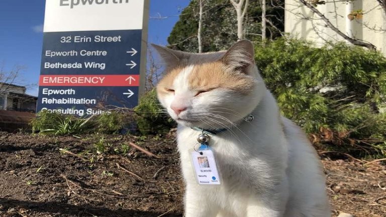 Un gato que se convirtió en guardia de seguridad en un hospital de Canadá | Curiosidades