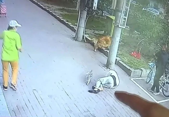 Video: paseaba a su perro, le cayó un gato del cielo y lo dejó inconsciente | Curiosidades