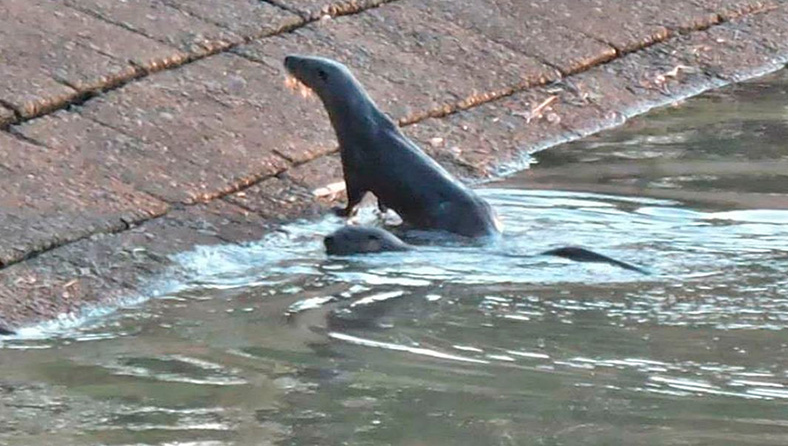 Fotografiaron lobitos de río que nadaban en zona portuaria entrerriana | Clima, naturaleza y medio ambiente