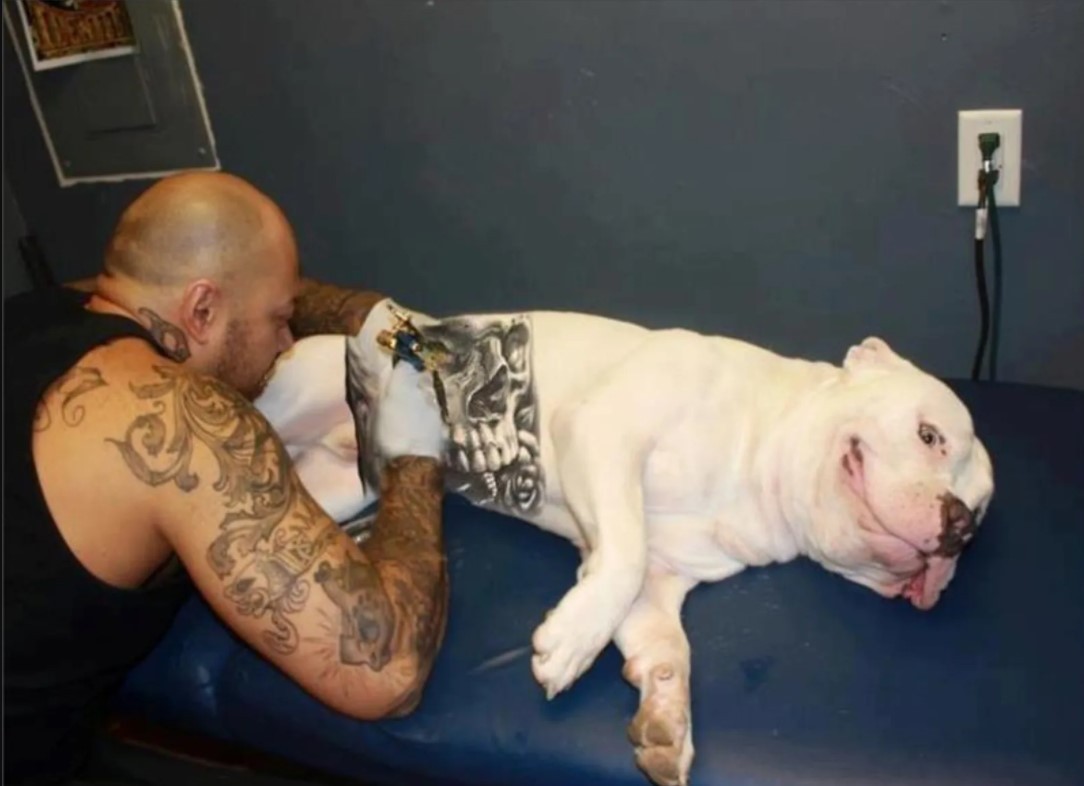 Polémica por una nueva moda: tatuar perros | Redes