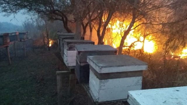Preocupa la muerte de las abejas por los incendios en las islas del Paraná | Clima, naturaleza y medio ambiente