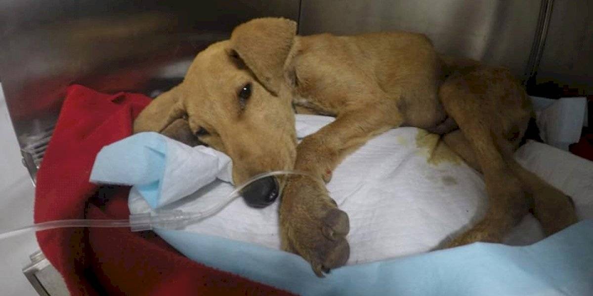 Murió un perrito de 6 meses luego de sufrir una agresión sexual | Internacionales