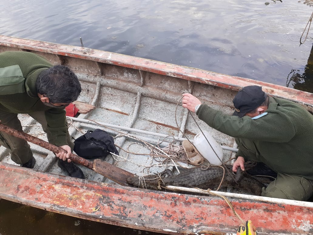 Apareció un yacaré en las costas de Pueblo Esther escapando de los incendios | Clima, naturaleza y medio ambiente