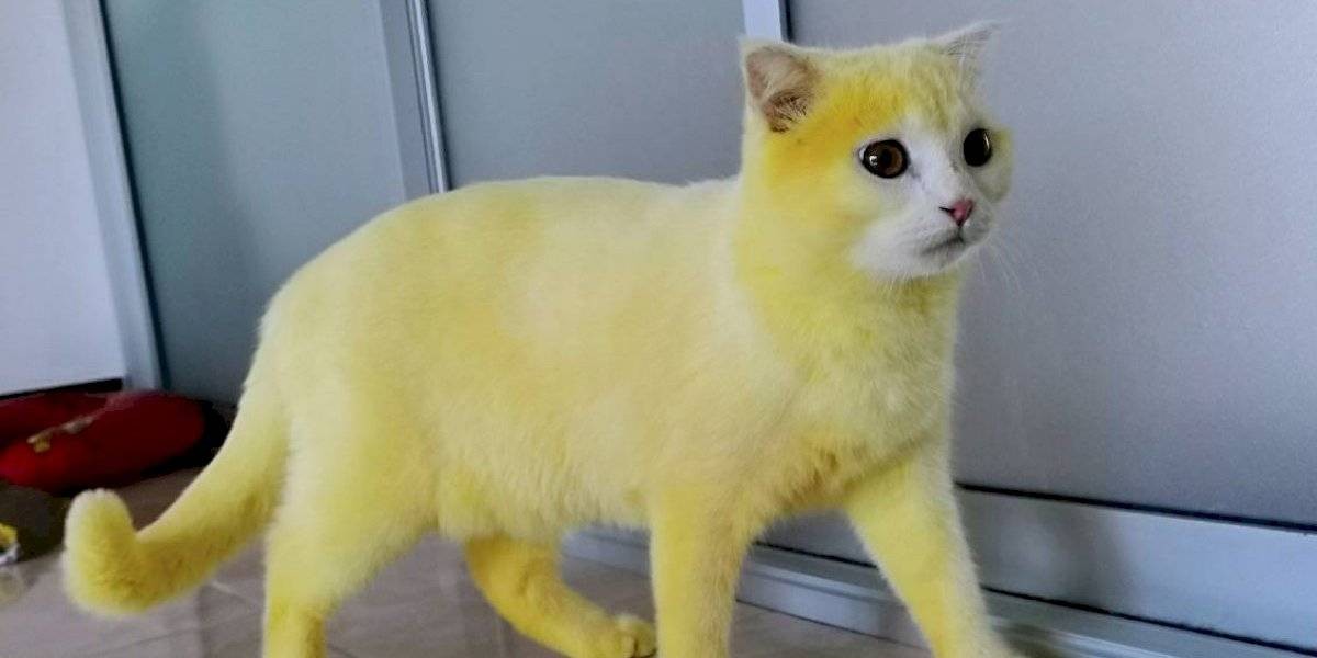 Le dio un remedio casero a su gato y quedó amarillo como Pikachu | Curiosidades