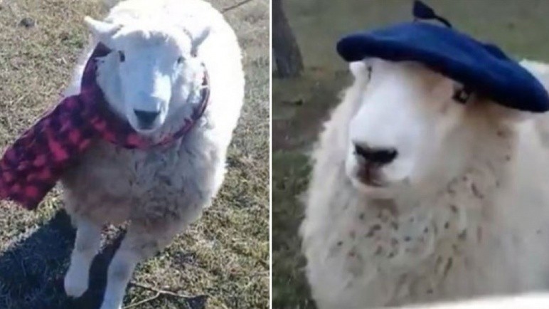 Oscar, el carnero que ama la cámara y la rompe en TikTok | Redes