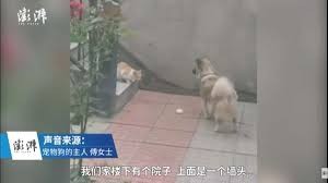 Video viral: el perro que comparte su comida con un gatito callejero | Curiosidades