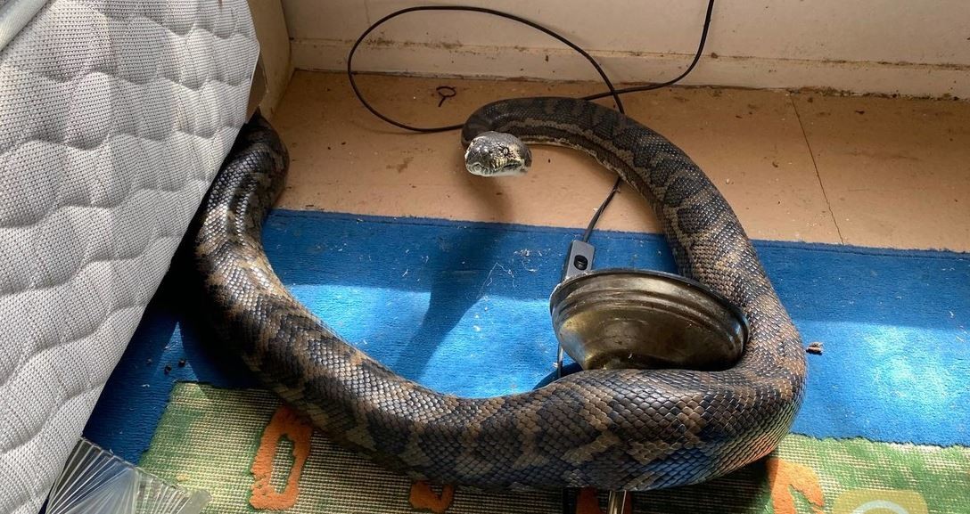 Visita de terror: dos pitones de tres metro rompieron el techo de una casa y cayeron en la cocina | Curiosidades