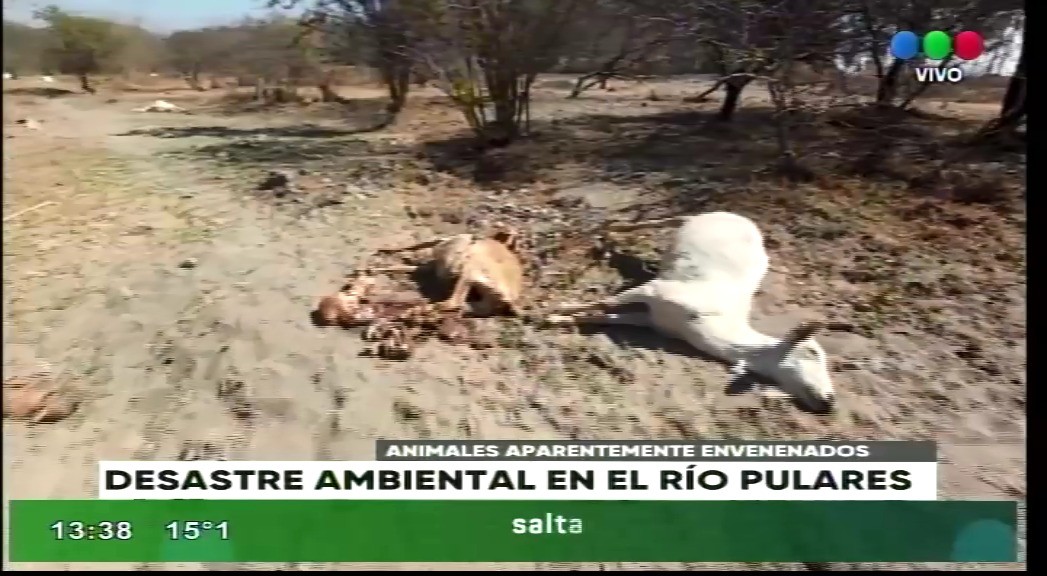 Desastre ambiental en el río Pulares: animales aparentemente envenenados | Clima, naturaleza y medio ambiente