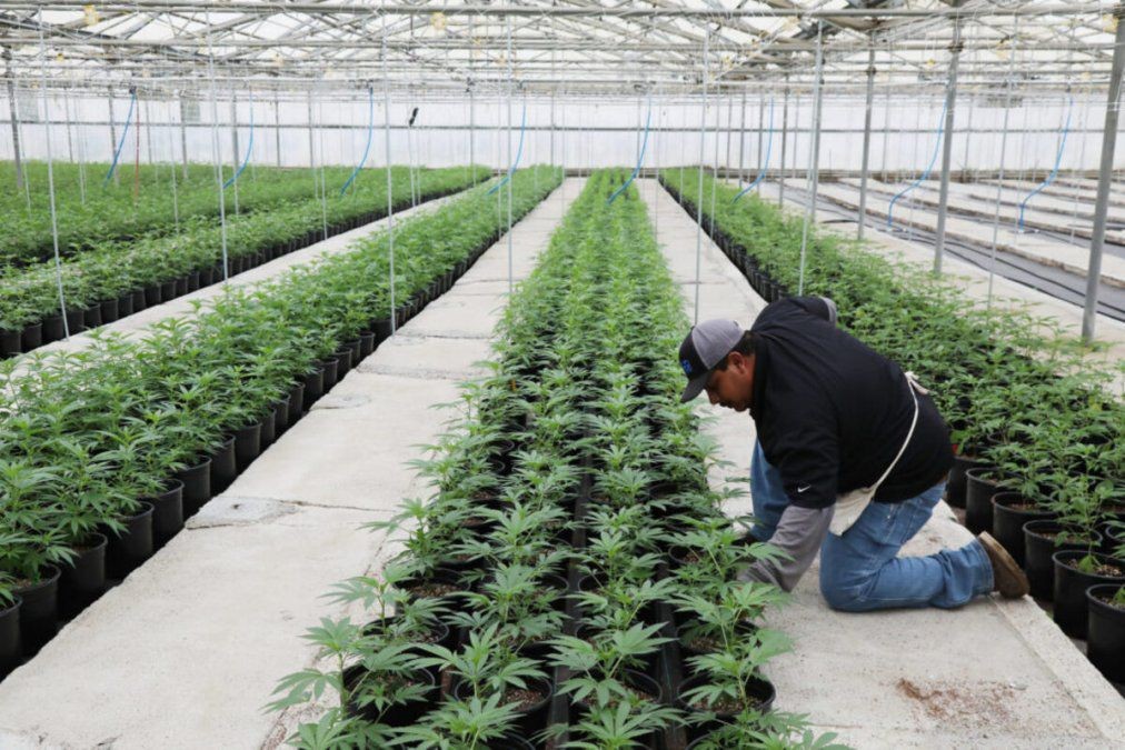 Una empresa y el municipio de San Pedro producirán cannabis medicinal | Actualidad