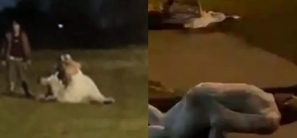 El video de la batalla campal en un casamiento: la novia peleando y rodando por el césped | Internacionales