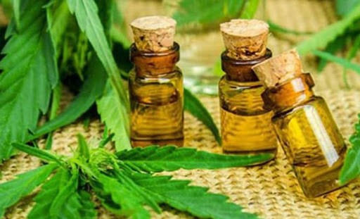 Cannabis medicinal: aprobaron en Tigre proyecto que para regular su uso y cultivo | Actualidad