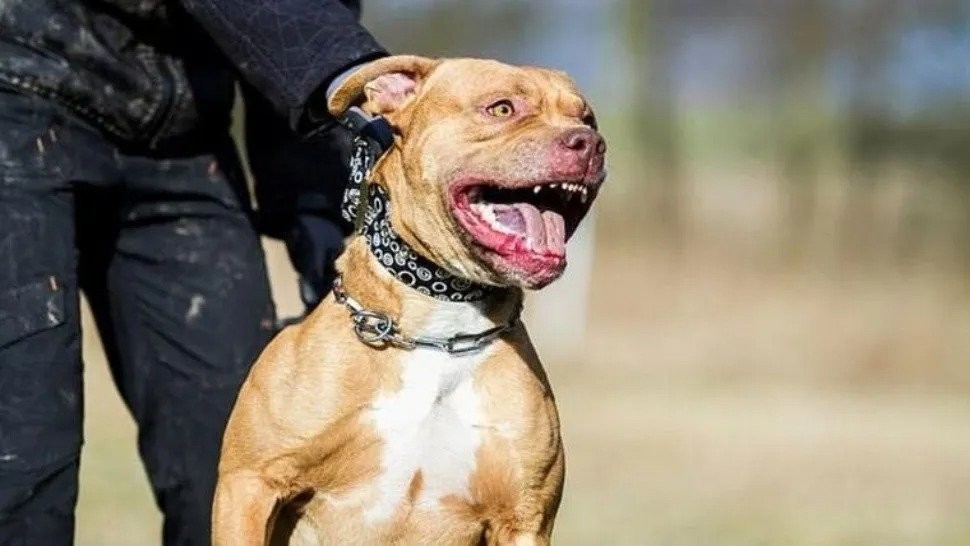 La Justicia autorizó el sacrificio de un perro pitbull que mató a su dueño | Actualidad