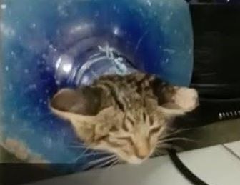 Video: Rescatan a un gatito atrapado adentro de un botellón de agua | Internacionales