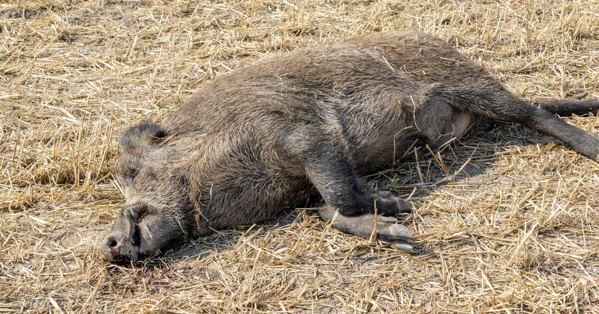 Alerta en Alemania por primer caso de peste porcina africana | Internacionales