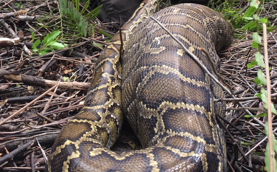 Sorpresa tras la muerte de una pitón que creyeron que se había comido a un nene | Curiosidades