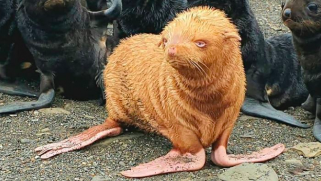 Hallaron una extraña foca pelirroja: buscarán que su colonia no la discrimine | Curiosidades