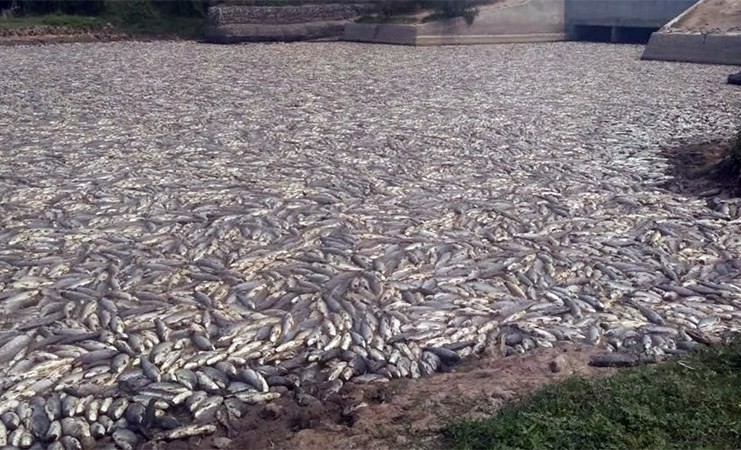 Foto impactante: millones de peces muertos en Formosa | Actualidad
