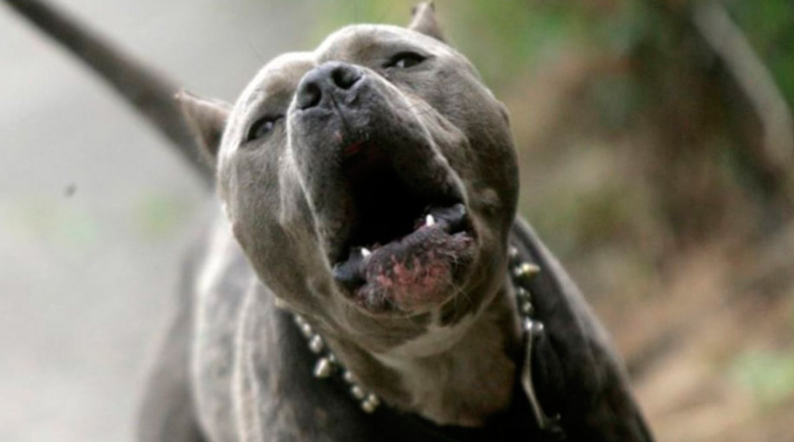 Una nena sufrió graves lesiones en su cara al ser atacada por un pitbull | Actualidad